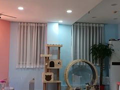 -喵宠乐园·撸猫互动·猫舍