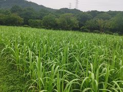 -八卦田遗址公园