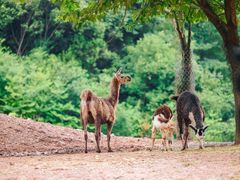 -杭州野生动物世界