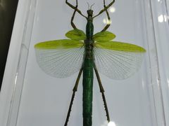 -上海昆虫博物馆