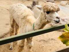 -石家庄市动物园