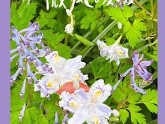 -上海滨江森林公园