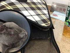-伟伟宠物医院·CT影像中心·瑞派犬猫综合性门诊(汉口总院)