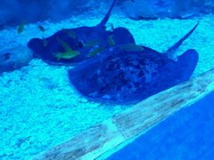 -芜湖新华联大白鲸海洋公园