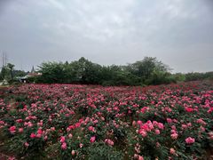 -都江堰玫瑰花溪谷