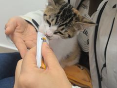 -北京观赏动物医院·24小时大型综合·猫专科·异宠专科