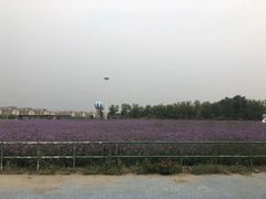 -武清南湖绿博园