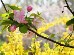 -海棠花溪(元大都城垣遗址公园)