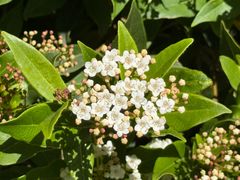 -墨尔本皇家植物园