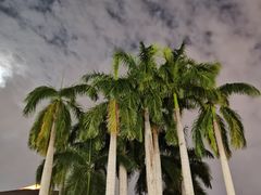 -三亚湾红树林度假世界(木棉酒店)