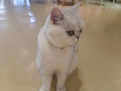 -藏猫猫咖啡主题馆(中央大道店)