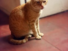 -柬埔寨国家博物馆