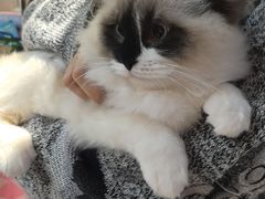-FAELING PETS美天灵宠物(富力广场店)