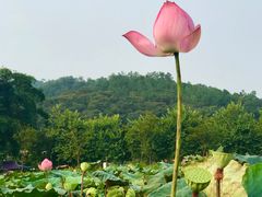 -红山村