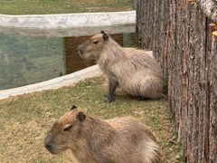 -鄂尔多斯野生动物园