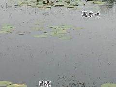 -绿堤公园