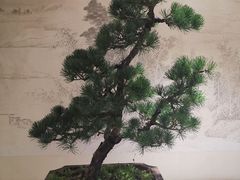 -盆景园(扬州大运河文化旅游度假区)