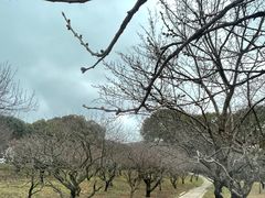 -无锡梅园公园