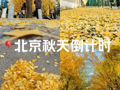 -三里屯东五街银杏大道