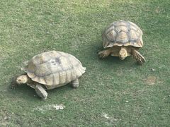 -广东惠东海龟国家级自然保护区
