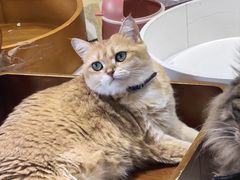 -藏猫猫咖啡主题馆(中央大道店)