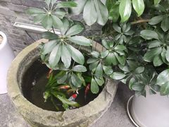 -院8里·少城记忆老川菜(宽窄巷子店)