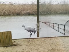 -盐城丹顶鹤湿地生态旅游区