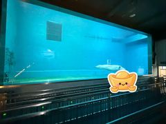 -芜湖新华联大白鲸海洋公园