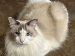 -猫猫幼稚园·撸猫·桌游·电玩