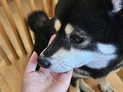 -柴の食堂·日式家庭料理·熊之肆(大学路店)