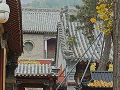 -泰山风景名胜区-普照寺