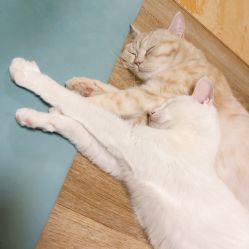 -齐伽生活馆·瑜伽·普拉提·阿育吠陀