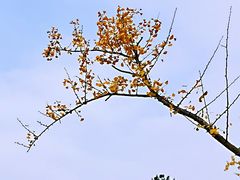 -铁山坪森林公园