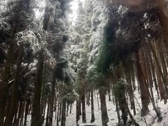 -武陵山森林公园