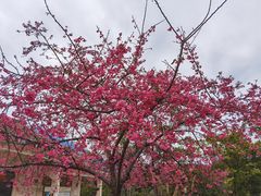 -广州市流溪河国家森林公园