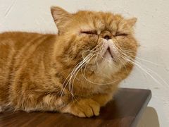 -猫友咖啡店(玉林西路店)