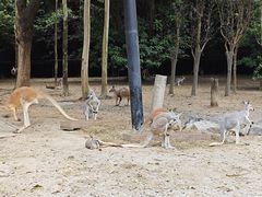 -广州长隆野生动物世界