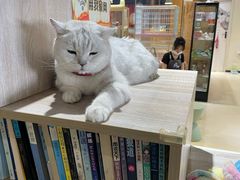 -藏猫猫咖啡主题馆(中央大道店)