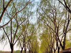 -大兴滨河森林公园