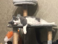 -东方名猫馆·英短金渐层布偶猫舍(环线广场1号楼店)