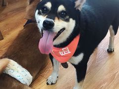 -柴犬高等学院·狗咖·柴犬售卖·宠物训练