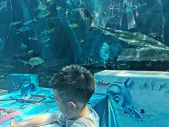 -海棠湾洲际-涛·海底餐厅·美人鱼·自助餐·海底隧道