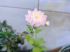 -中环花鸟鱼虫市场