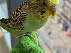 -怪兽屋·羊驼·猫咖·狗咖(俊华广场店)