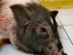 -柴源莊·柴小宠柴犬咖啡