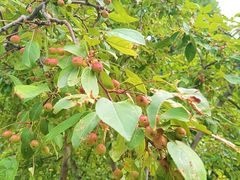 -元大都城垣遗址公园