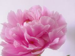 -唐廊烤鸭店(工体店)