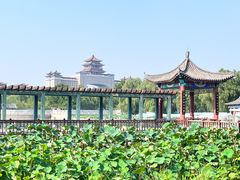-莲花池公园