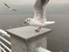-海埂大坝