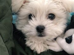 -太原东方动物医院(小店分院)